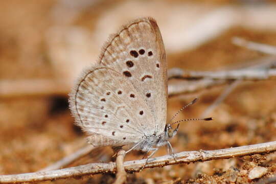 Image of Dark Grass Blue