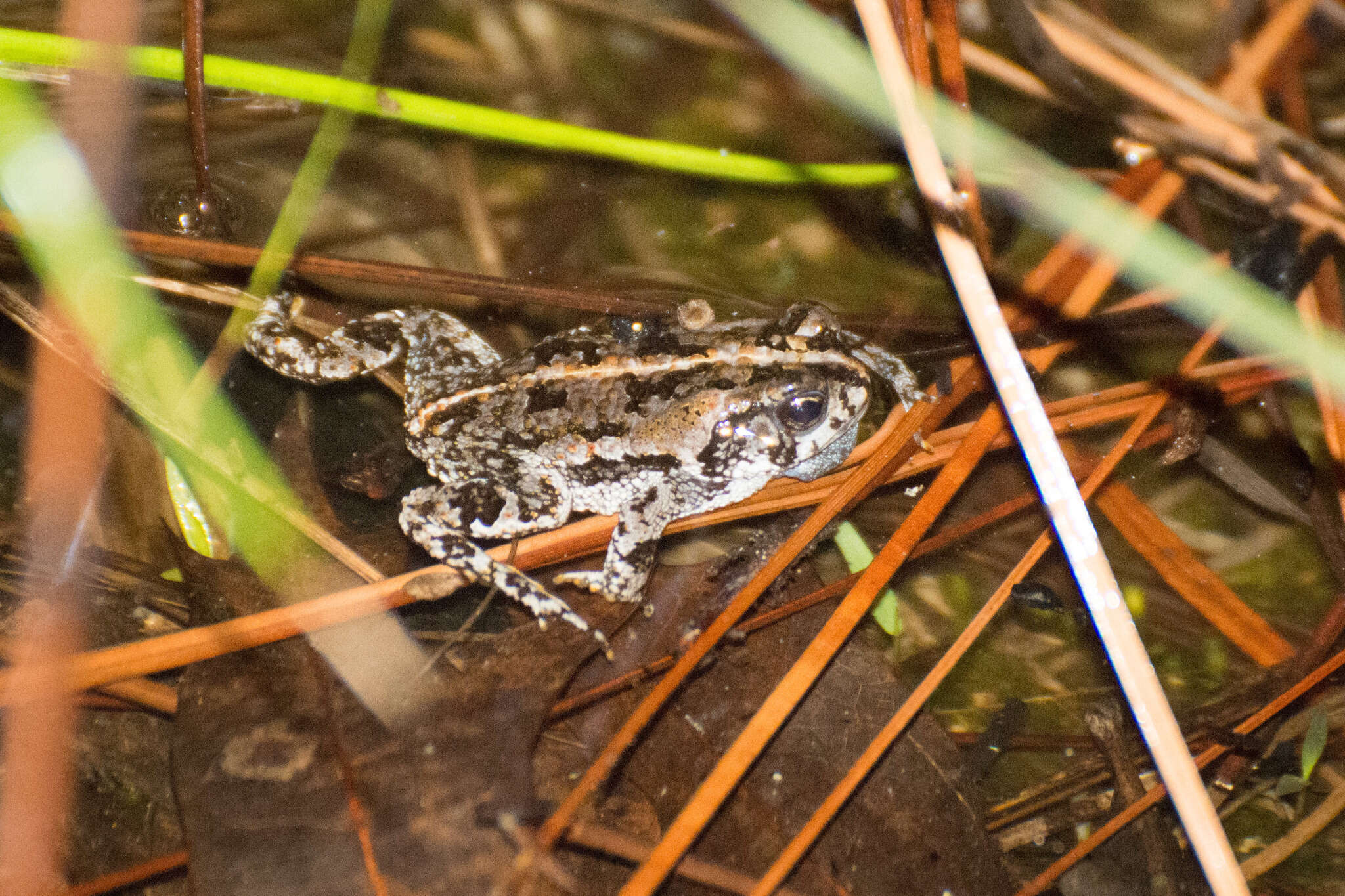 Anaxyrus quercicus (Holbrook 1840) resmi