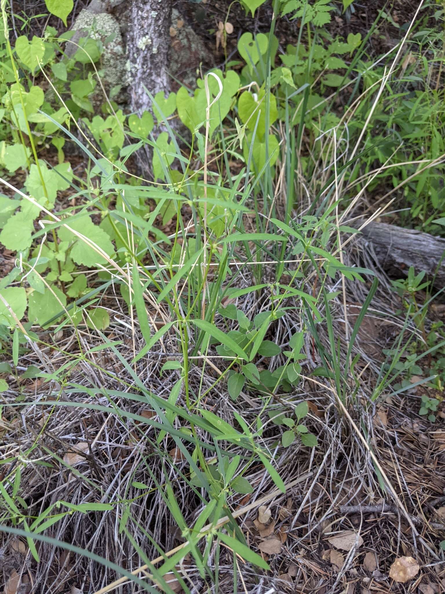 Image of blackseed spurge