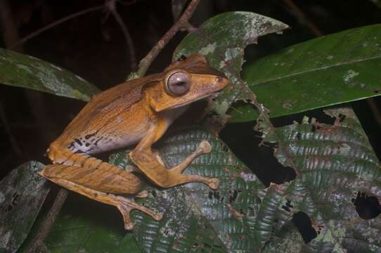 Image of File-Eared Tree Frog