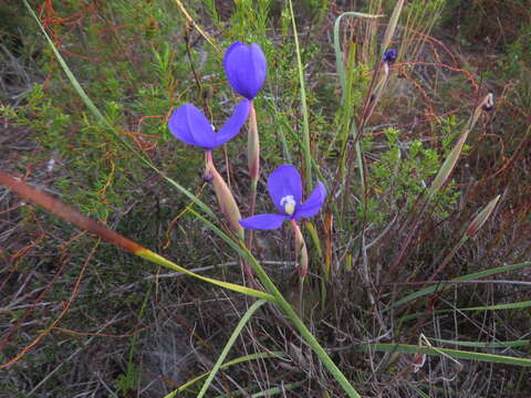 Image of Patersonia fragilis (Labill.) Asch. & Graebn.