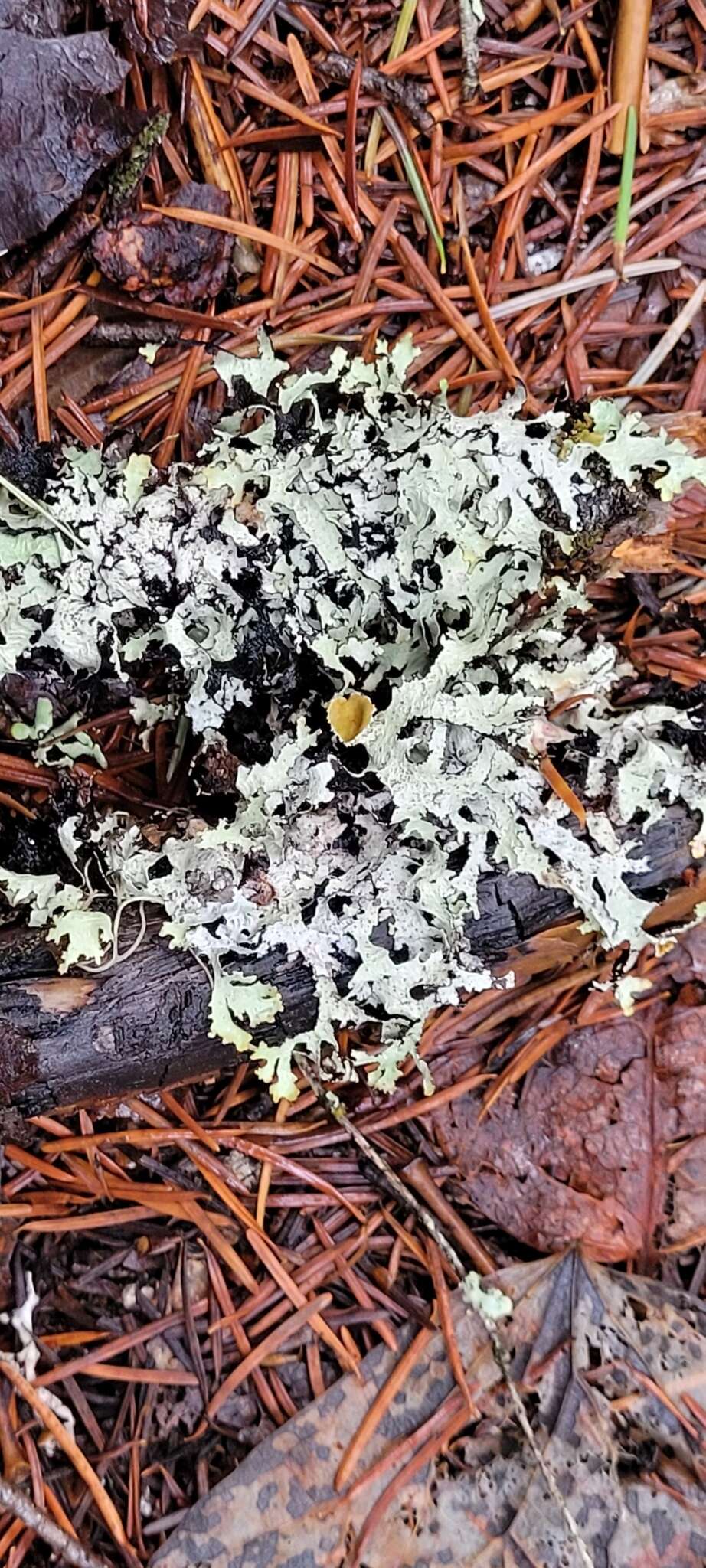 Image of esslingeriana lichen