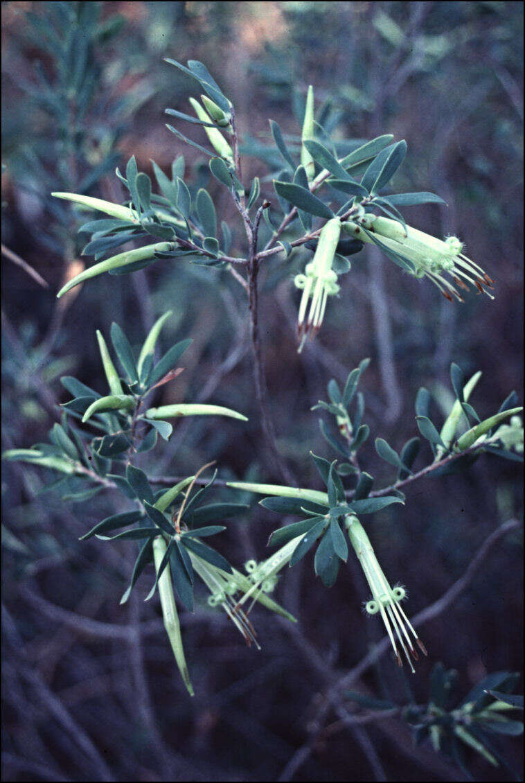 Image of Styphelia viridis Andr.