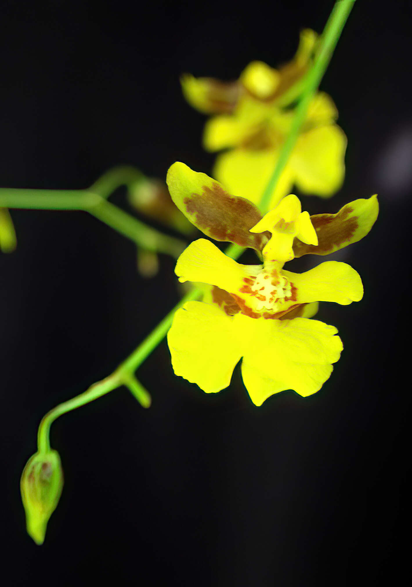 Image of Oncidium reflexum Lindl.