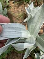 Imagem de Helichrysum thapsus (Kuntze) O. Hoffm.