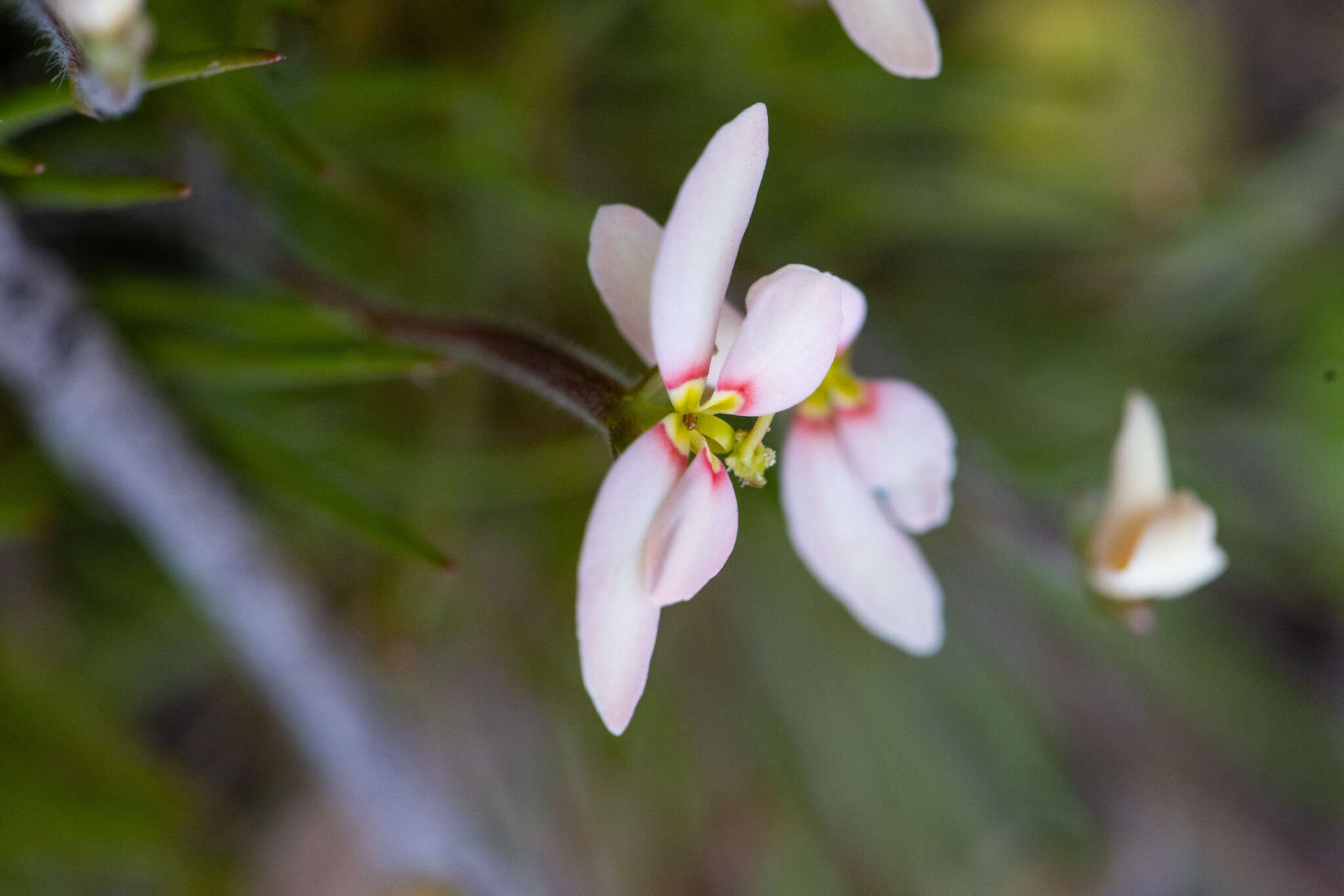 Image of Stylidium uniflorum subsp. uniflorum