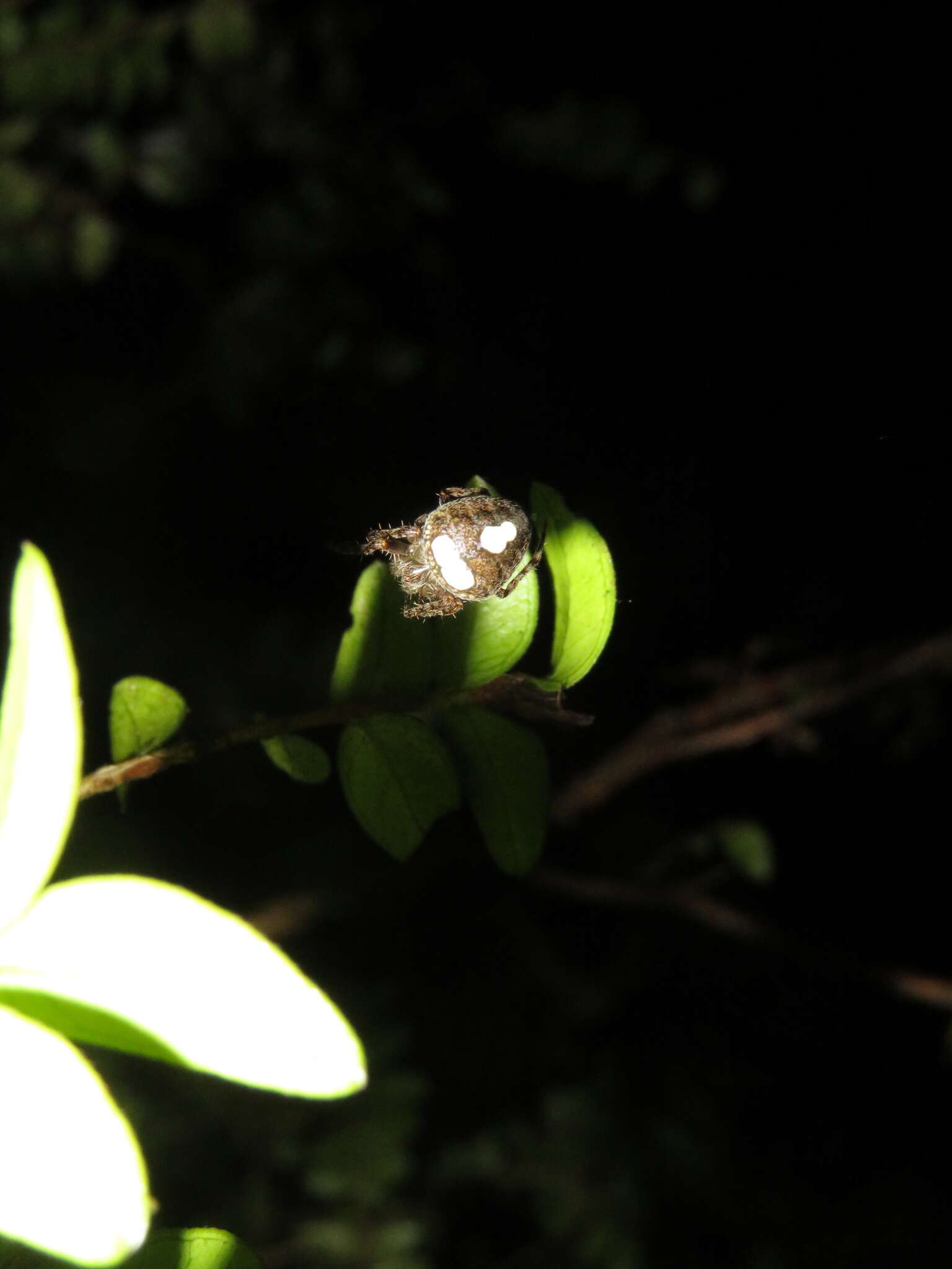 Image of Zealaranea trinotata (Urquhart 1890)