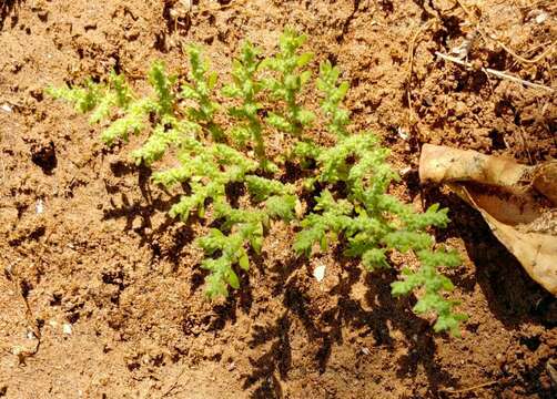 Image of hairy rupture-wort