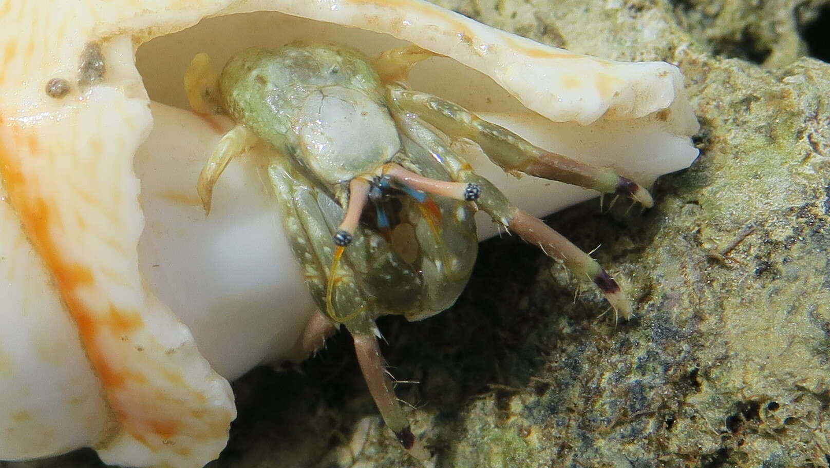 Image of green hermit crab