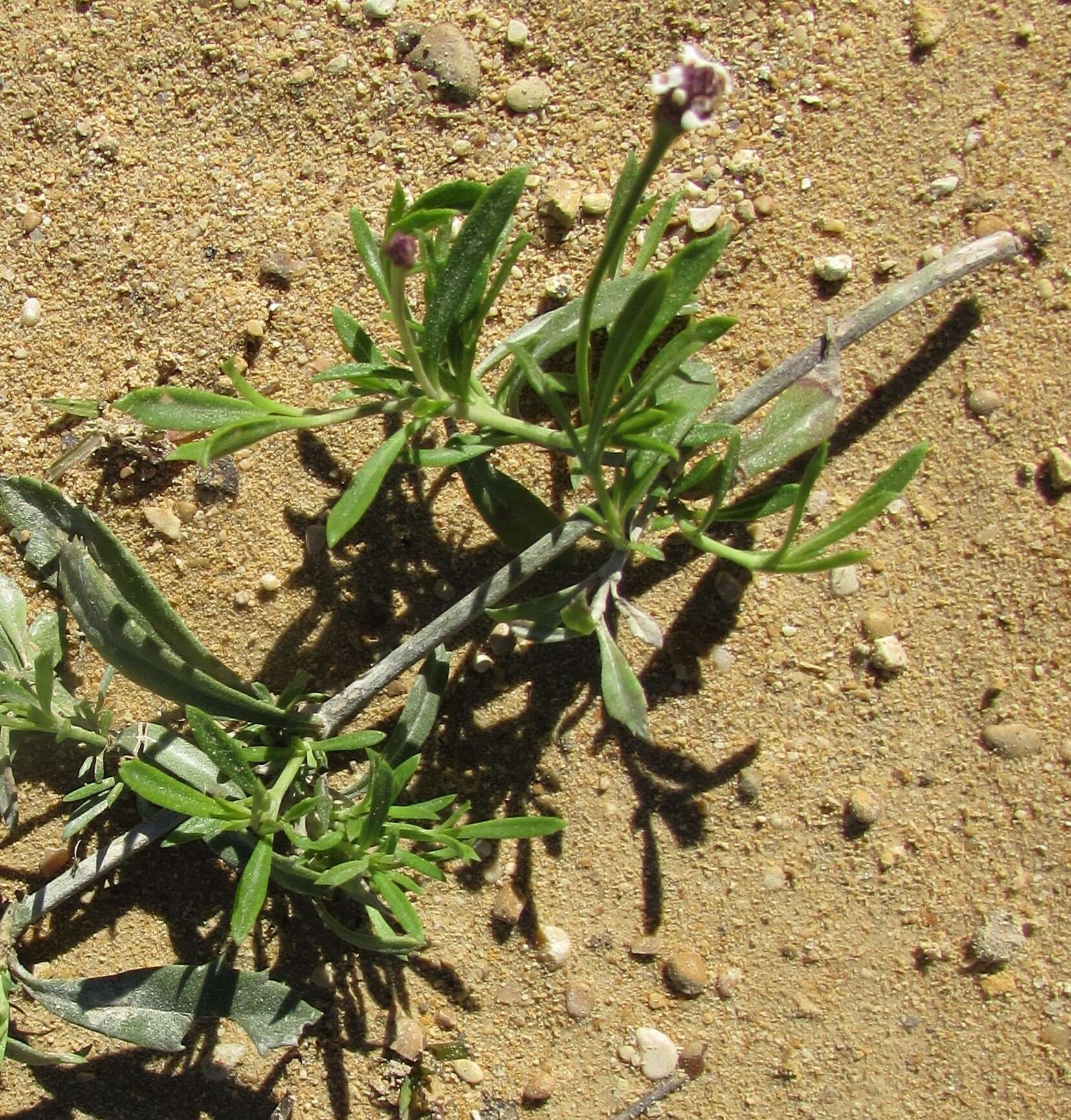 Phyla nodiflora (L.) Greene resmi