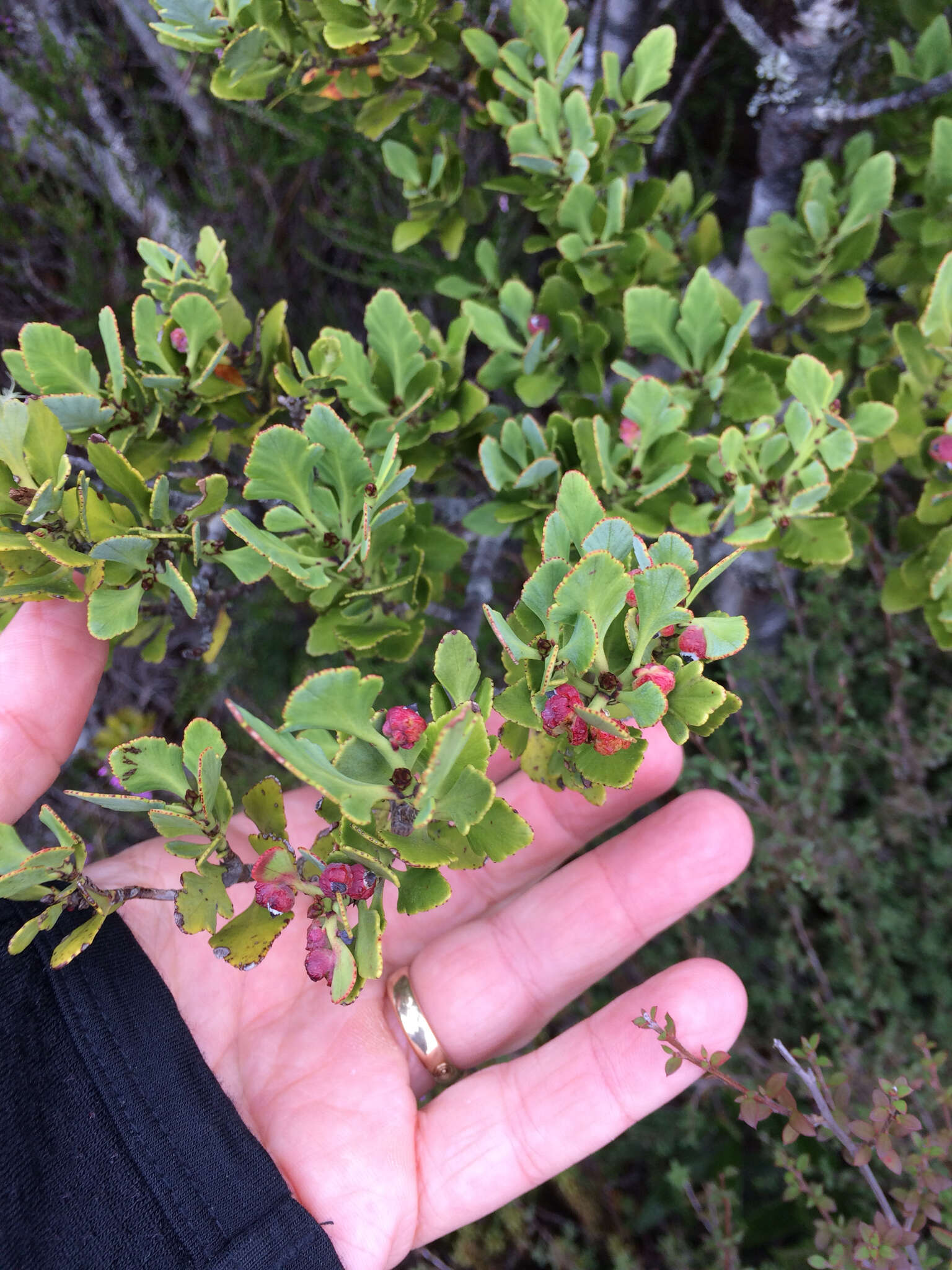 صورة Phyllocladus trichomanoides var. alpinus (Hook. fil.) Parl.