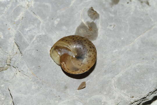 Image of girdled snail