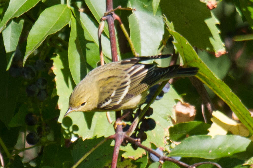 Image of Blackpoll Warbler