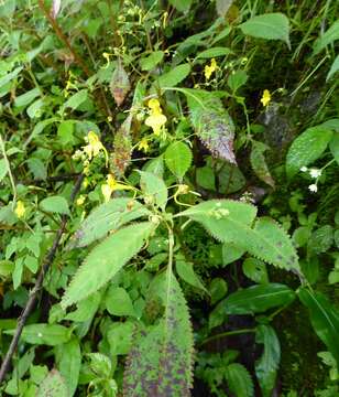 Impatiens racemosa DC. resmi