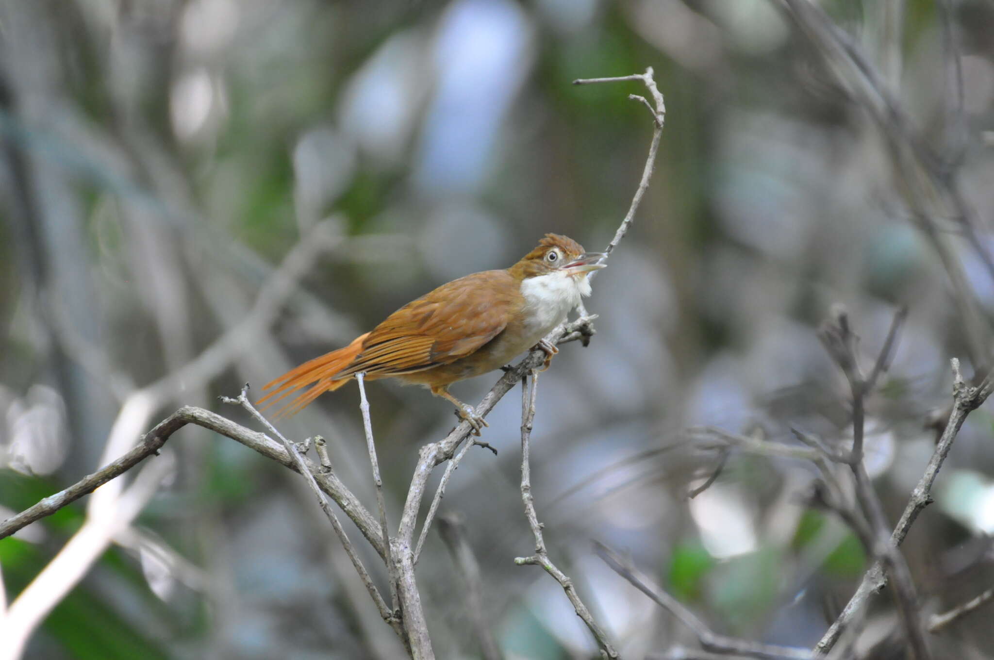 Image of Pernambuco Foliage-gleaner