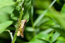 Image of Olive-green Swamp Grasshopper