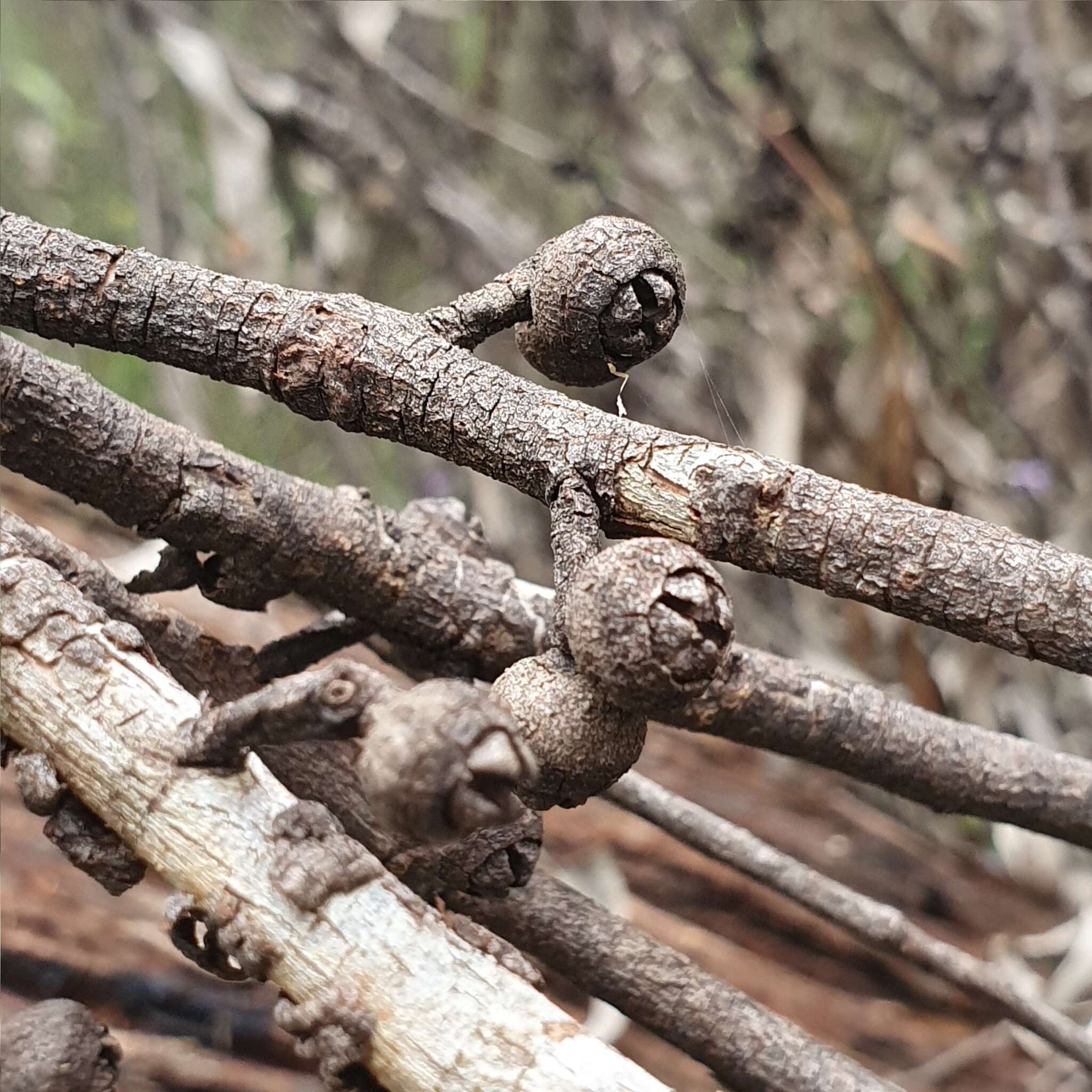 Image of Eucalyptus blaxlandii Maiden & Cambage