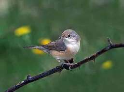 Image of Moltoni's Warbler