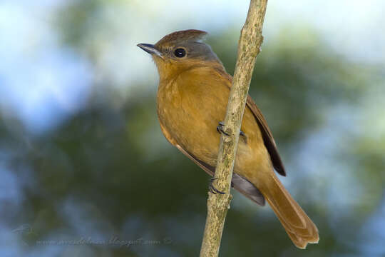 Image of Chestnut-crowned Becard