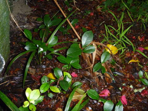 Image of Sasanqua camellia