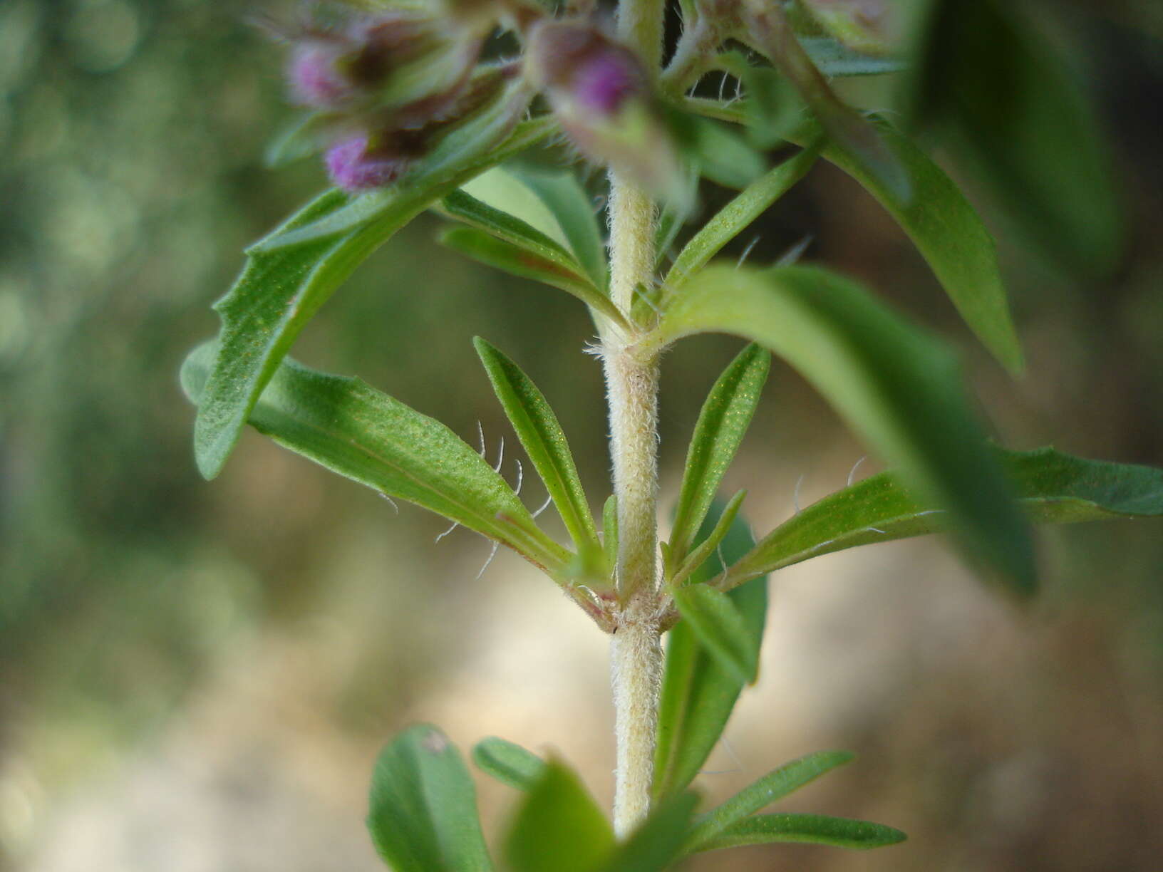 Imagem de Thymus numidicus Poir.