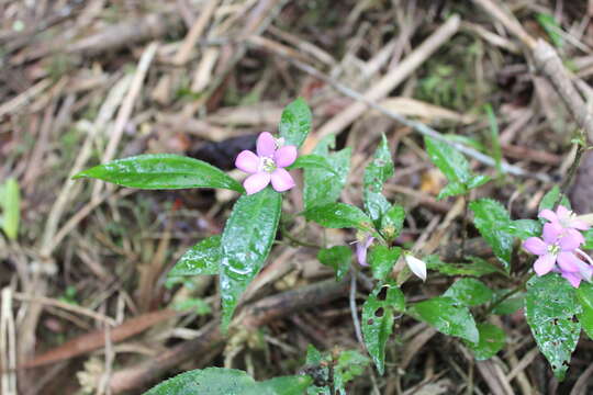 Image of Tristemma mauritianum J. F. Gmel.