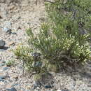 Image of Fabiana punensis S. C. Arroyo