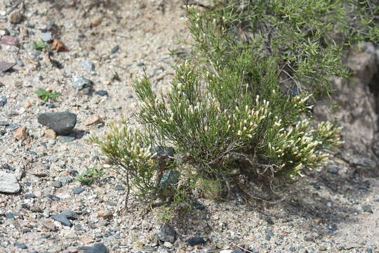 Image of Fabiana punensis S. C. Arroyo