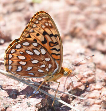 Image of Speyeria coronis halcyone Edwards 1868