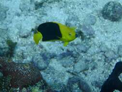 صورة Holacanthus tricolor (Bloch 1795)