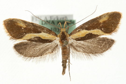 Image of <i>Harpella forficella</i> Scopoli 1763