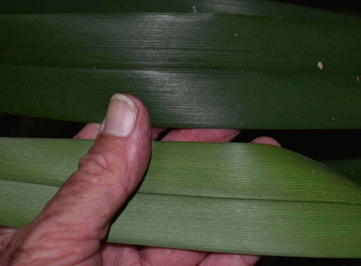 Image of Dianella atraxis R. J. F. Hend.