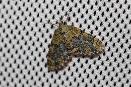 Image of yellow-barred brindle