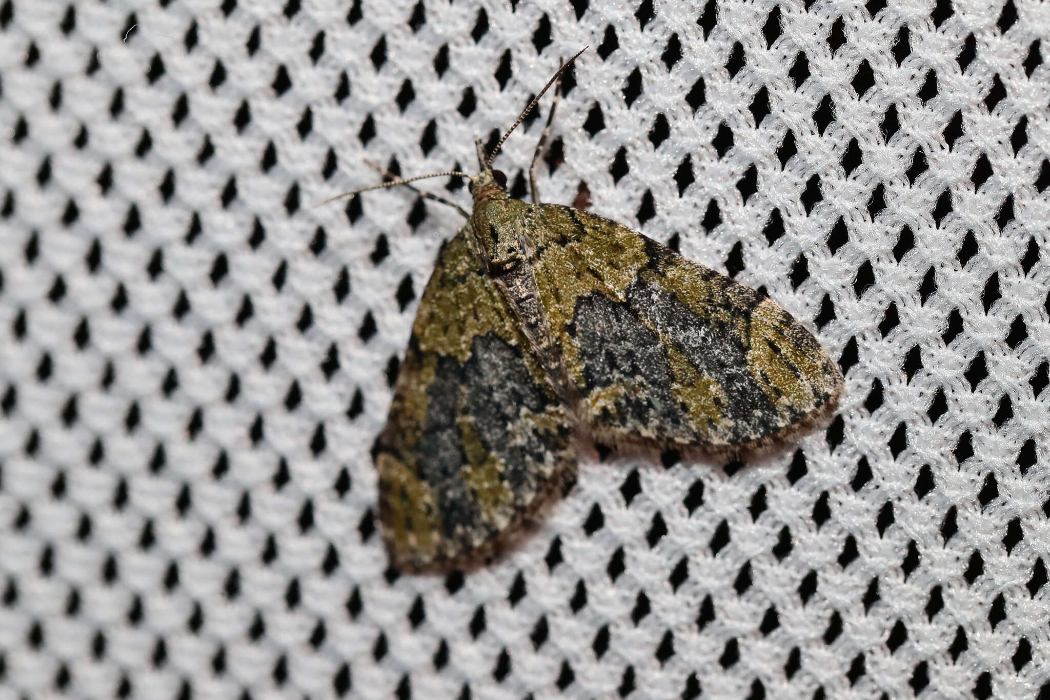 Image of yellow-barred brindle