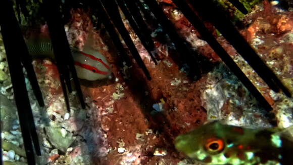 Image of Green banded goby