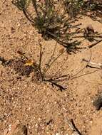 Moraea bifida (L. Bolus) Goldblatt resmi