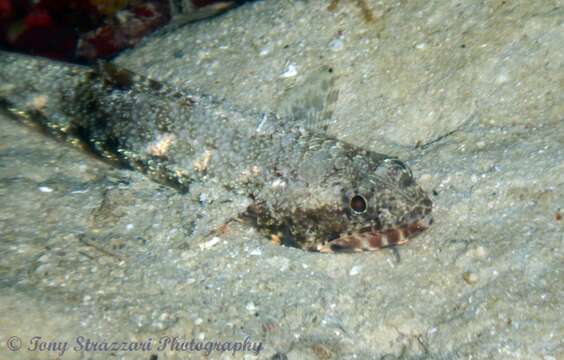 Image of Gracile lizardfish