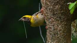 Image of Baya Weaver