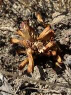 Image of Parish's broomrape