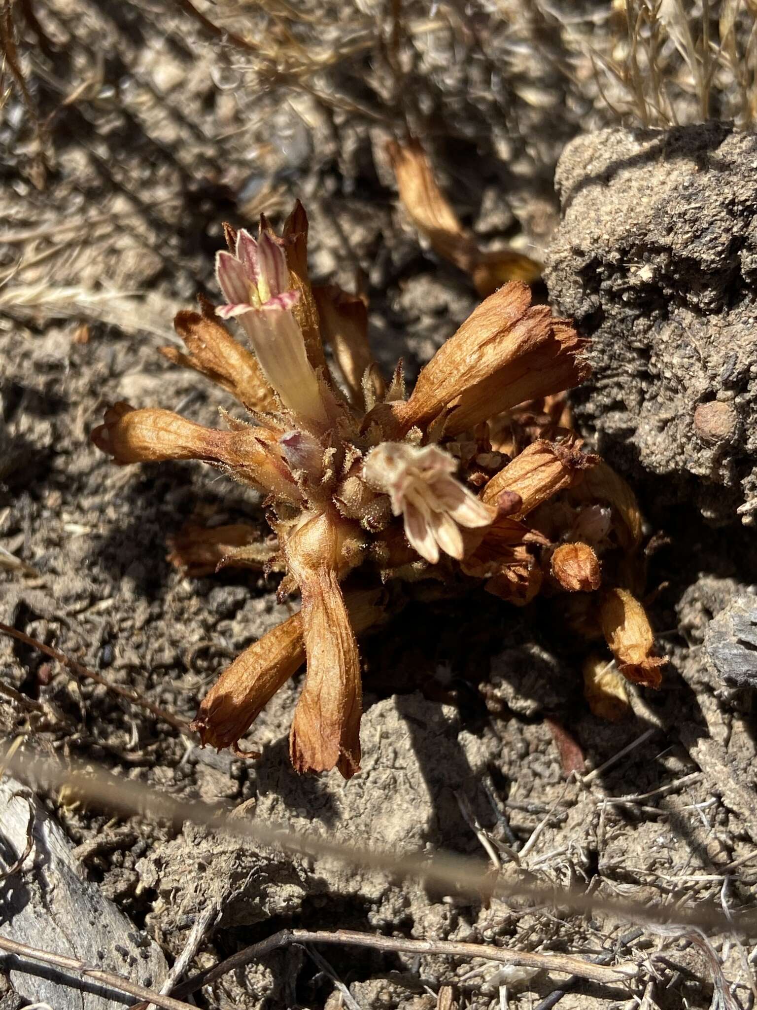 Image of Parish's broomrape