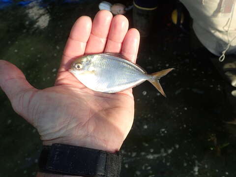 Image of California pompano