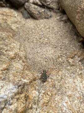 Image of Cicindela campestris naxosica Deuve 2012