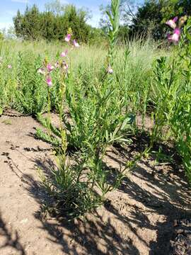 Image of Moroccan toadflax