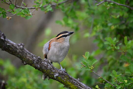 Слика од Tchagra senegalus orientalis (Cabanis 1869)