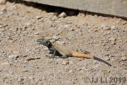 Image of Caucasian Agama