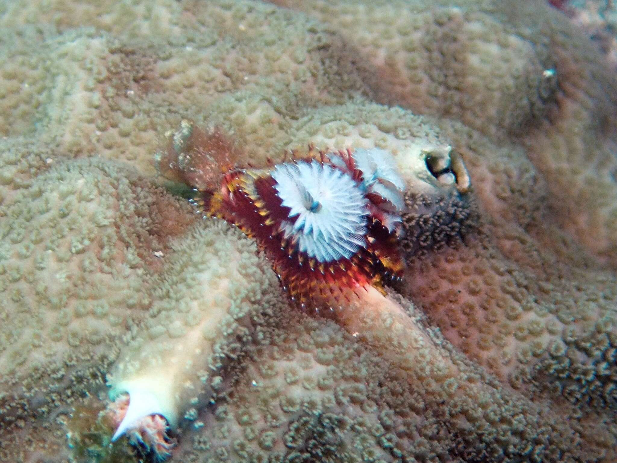 Image of Christmas tree worm