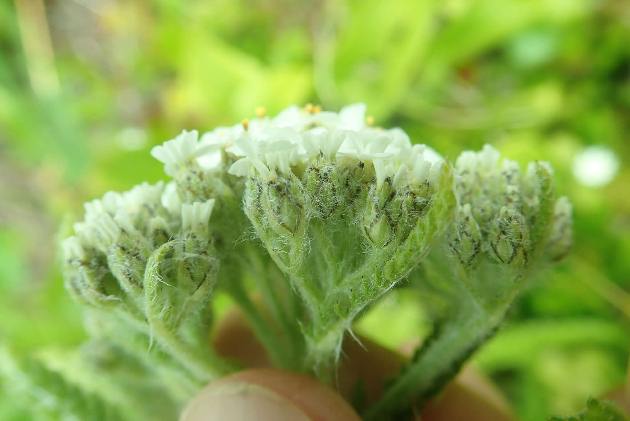 صورة Achillea millefolium var. borealis (Bong.) Farw.