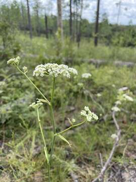 Image of coastal plain angelica