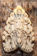 Image of Clemensia ochreata