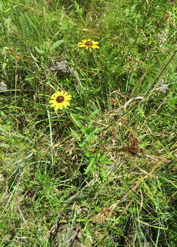 Rudbeckia fulgida var. spathulata (Michx.) Perdue的圖片